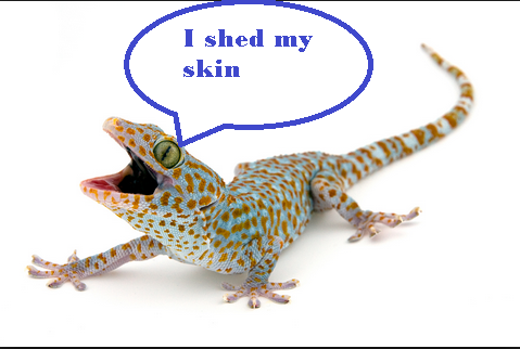 Animals That Shed Their Skin | Animals by Kintija